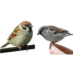 Sparrow PNG-20132